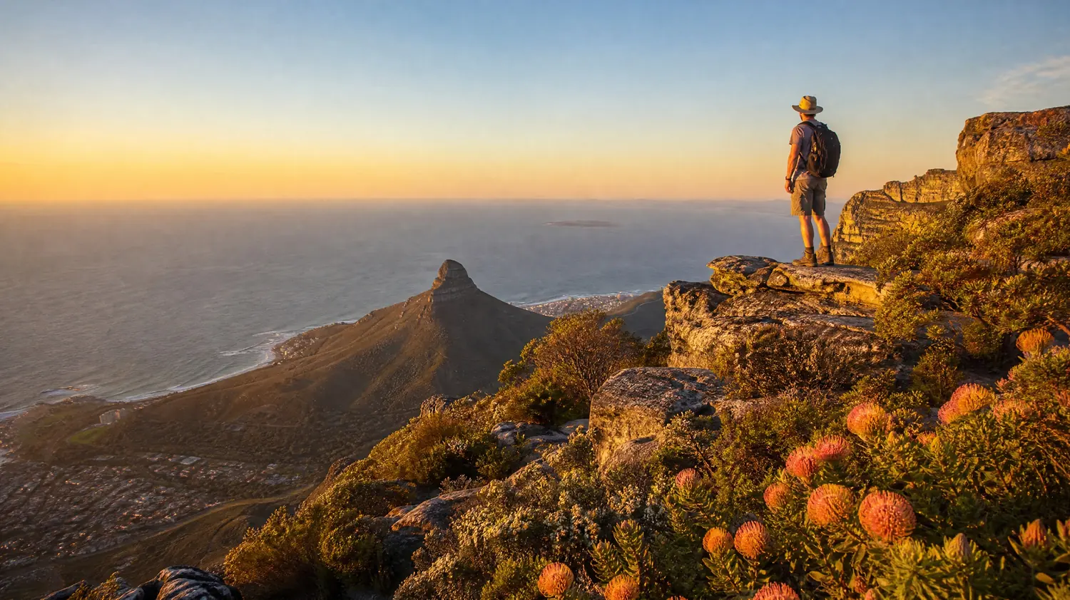 A hiker in a sun hat on a sandstone ledge among orange pincushion proteas at golden hour, Lion's Head and the Atlantic below