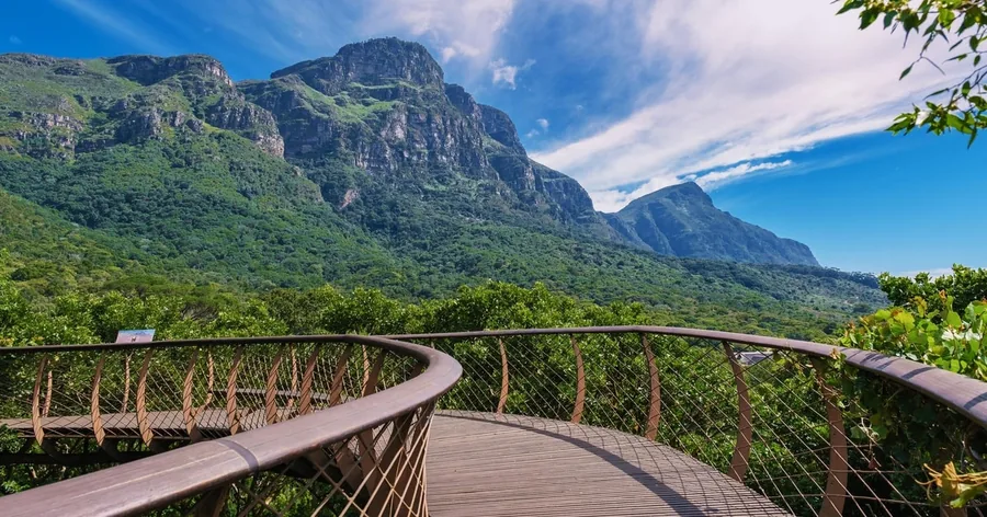 The curving Boomslang canopy walkway in Kirstenbosch Garden, the mountain behind